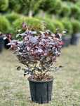 Plante Ornamentale Pentru Gradina ta