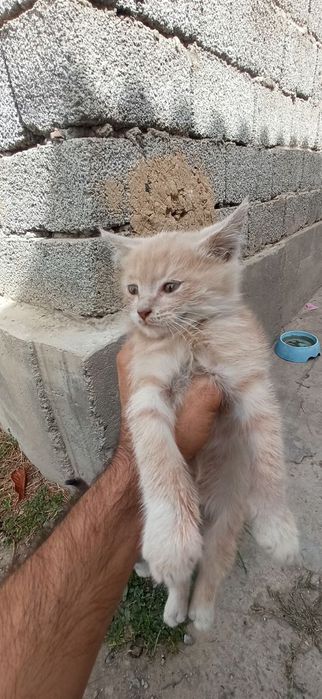 Barodasi bor mushu bolalari xadiyaga beriladi