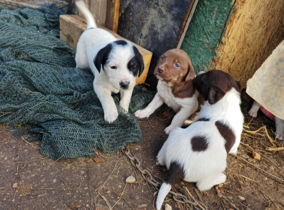 Donez catelusi - pui de Brac German