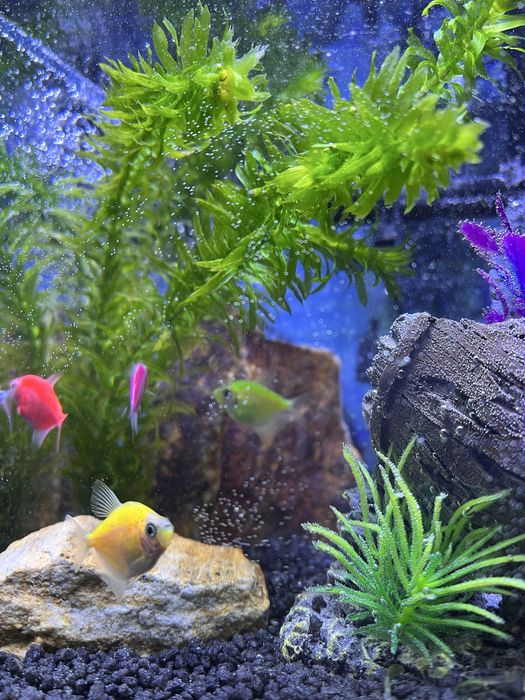 Acvariu Aquael Shrimp 7L + accesorii