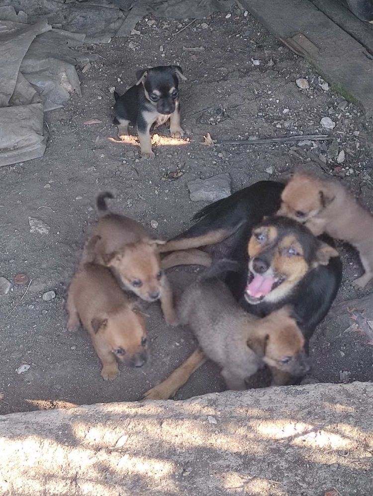 Подарявм кученца