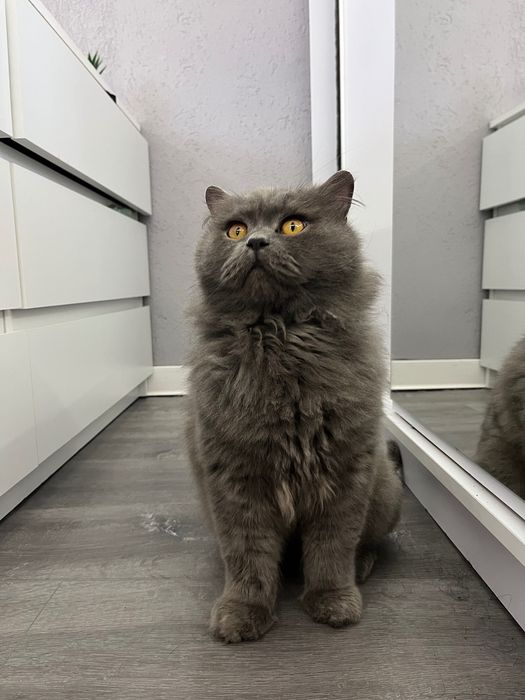 motan British longhair