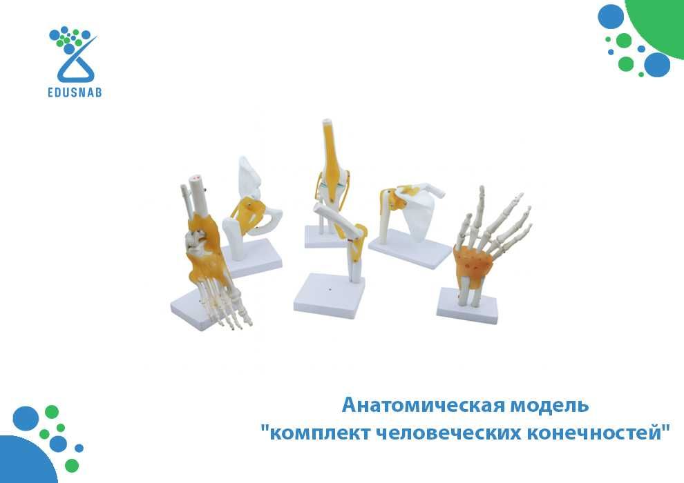 Анатомическая модель
"комплект человеческих конечностей"