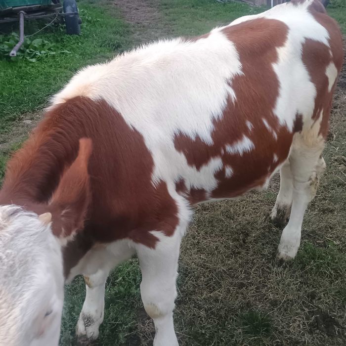 Vând vițică de trei luni jumate