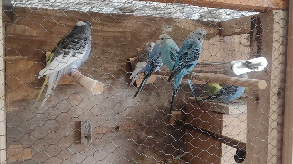 Вълнисти папагали и Корели