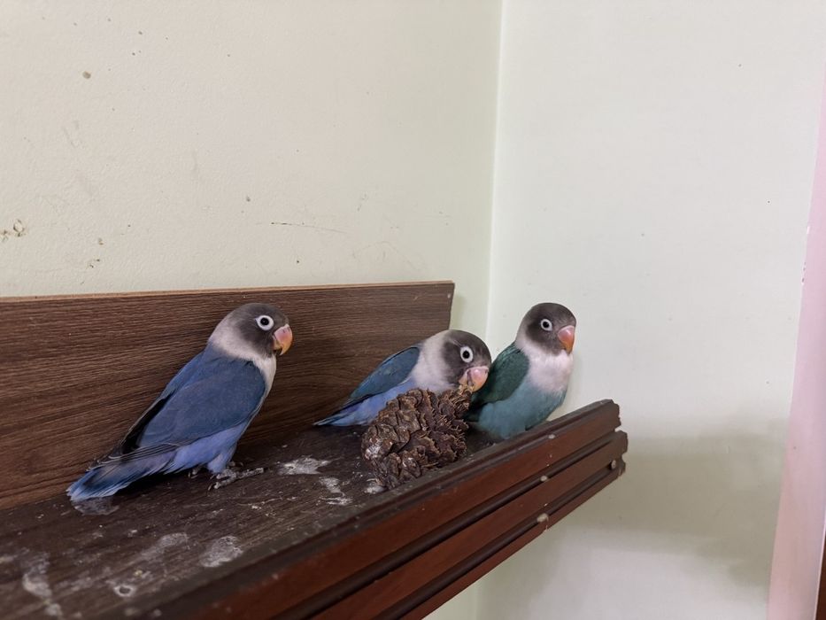 Неразлучник маска