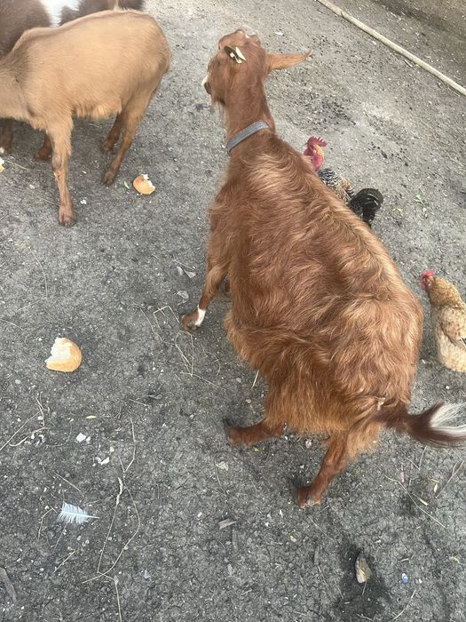 Vand capre foarte bune si cuminti