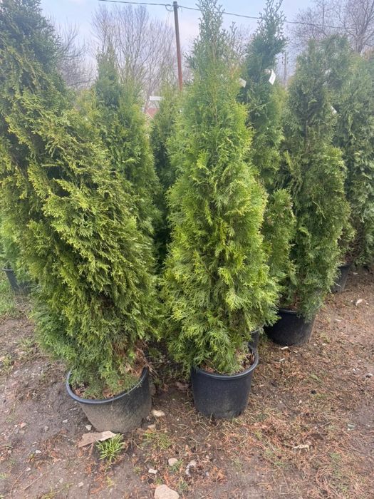 Туя Смарагд с посадкой