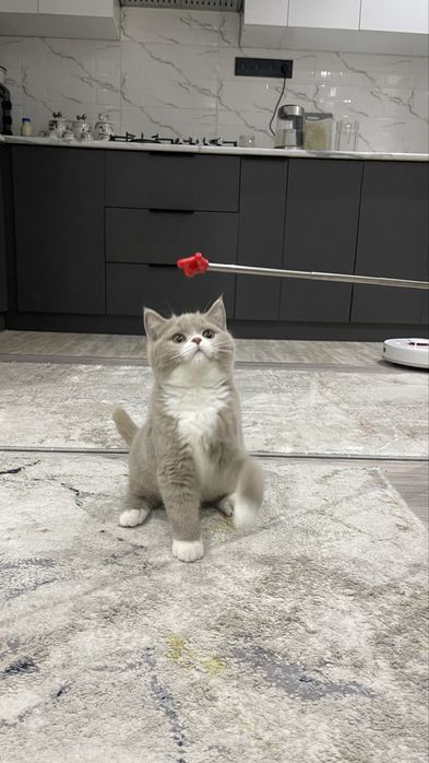 Продаются британские котята