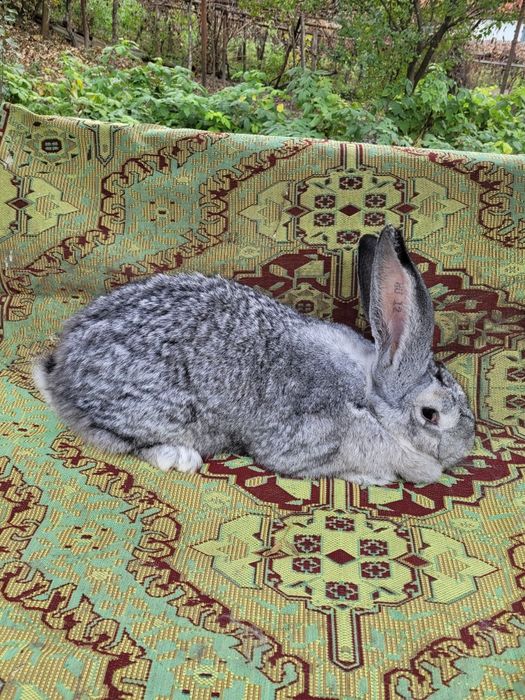 Femele uriaș german chinchilla