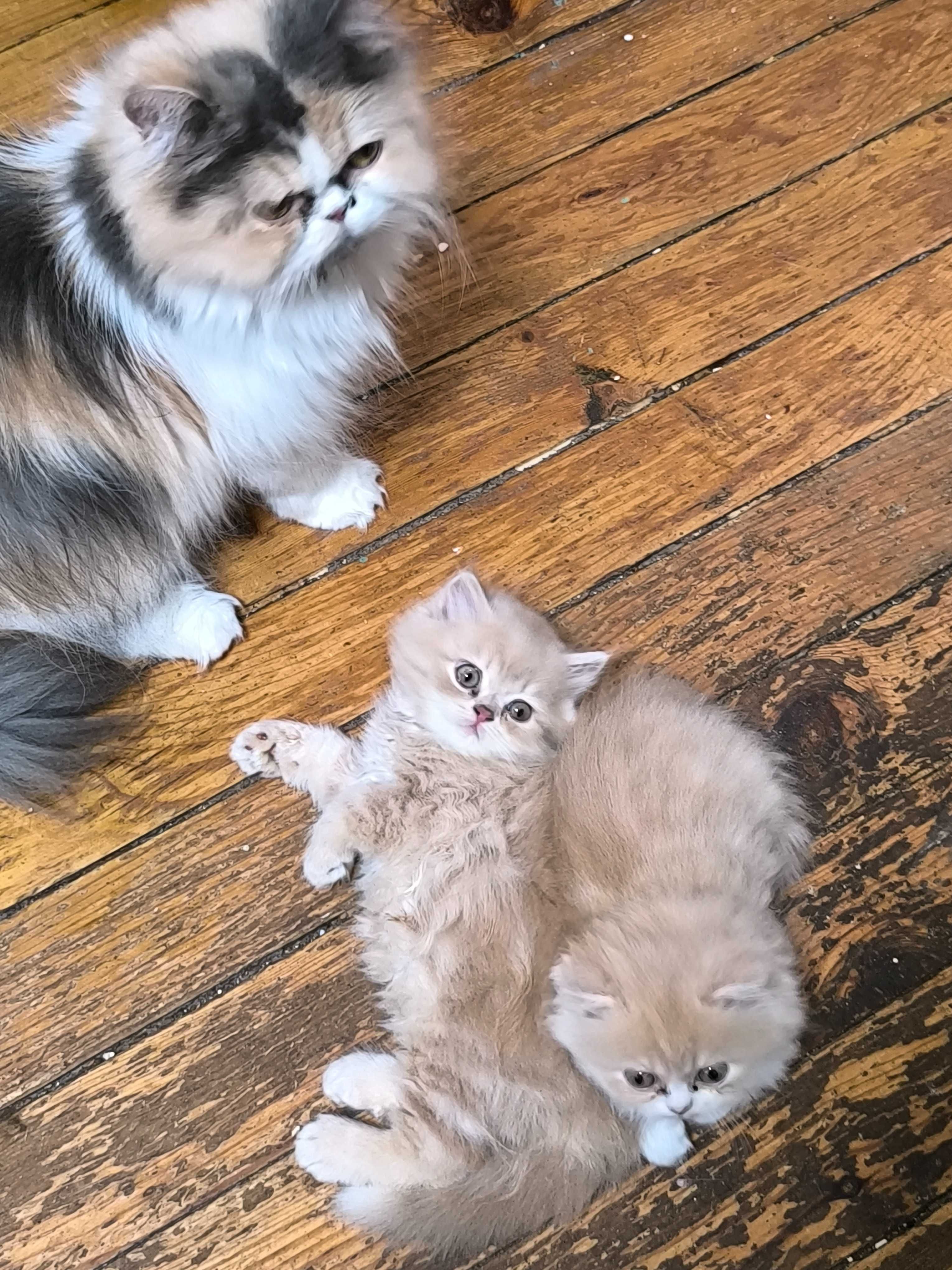 Персийски котета