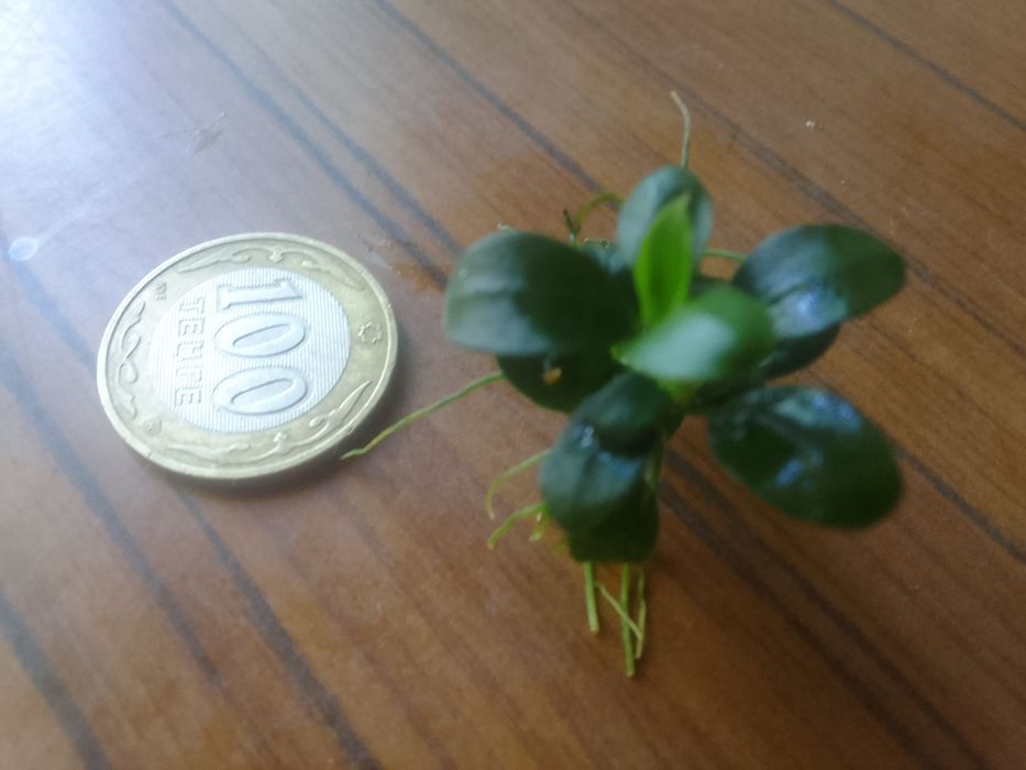 Продаю анубиас бонсай