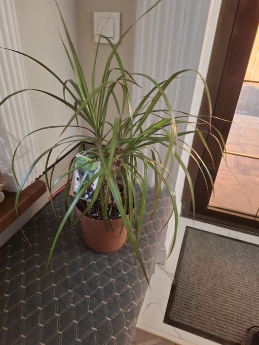 Продам комнатные