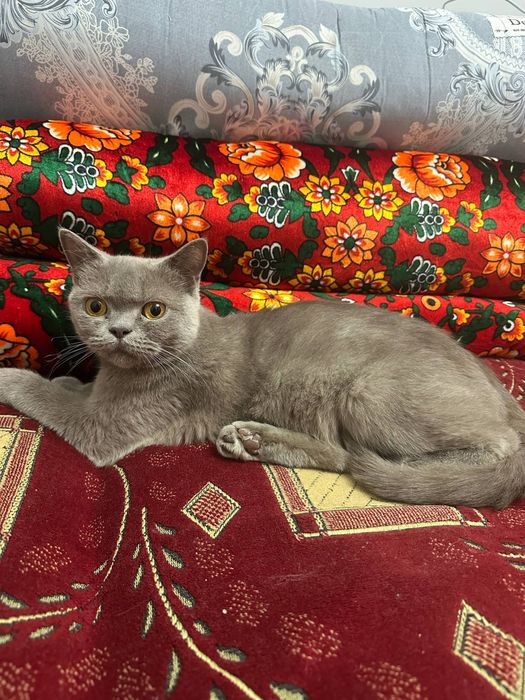 Mushuk tekinga beriladi toza britanskiy