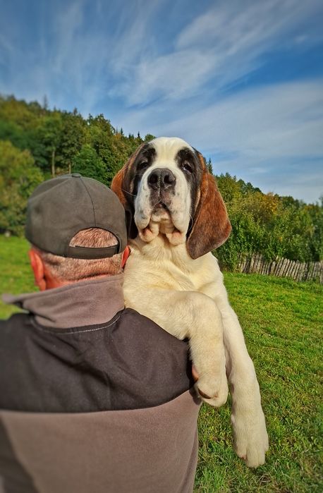 Femele de Saint Bernard cu Pedigree