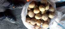 Продаю картофель домашний, среднего размера