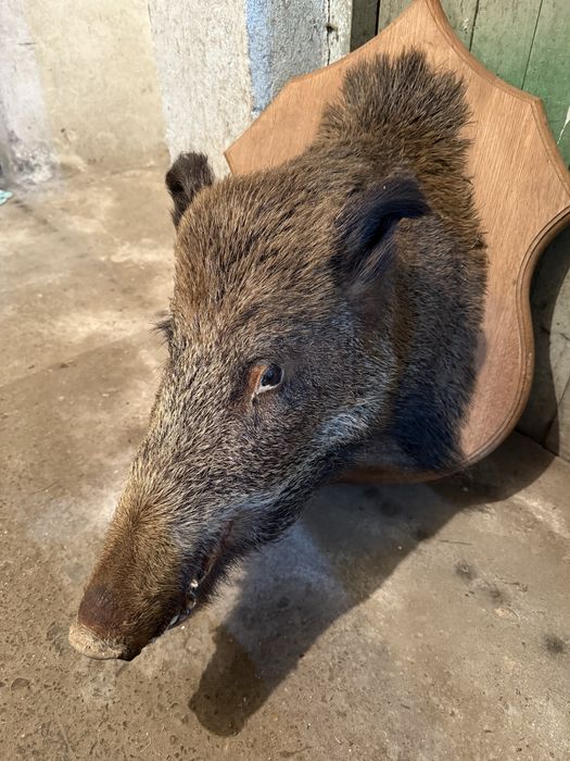 Продавам препарирано диво прасе