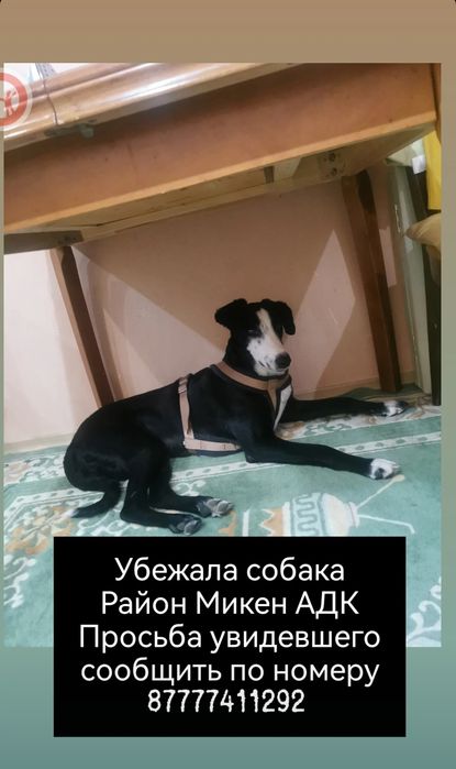 Пропала собака. Кличка Лина