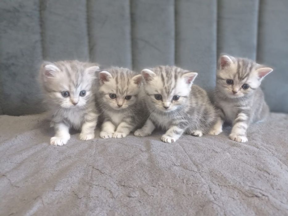 Продажа британских котят!