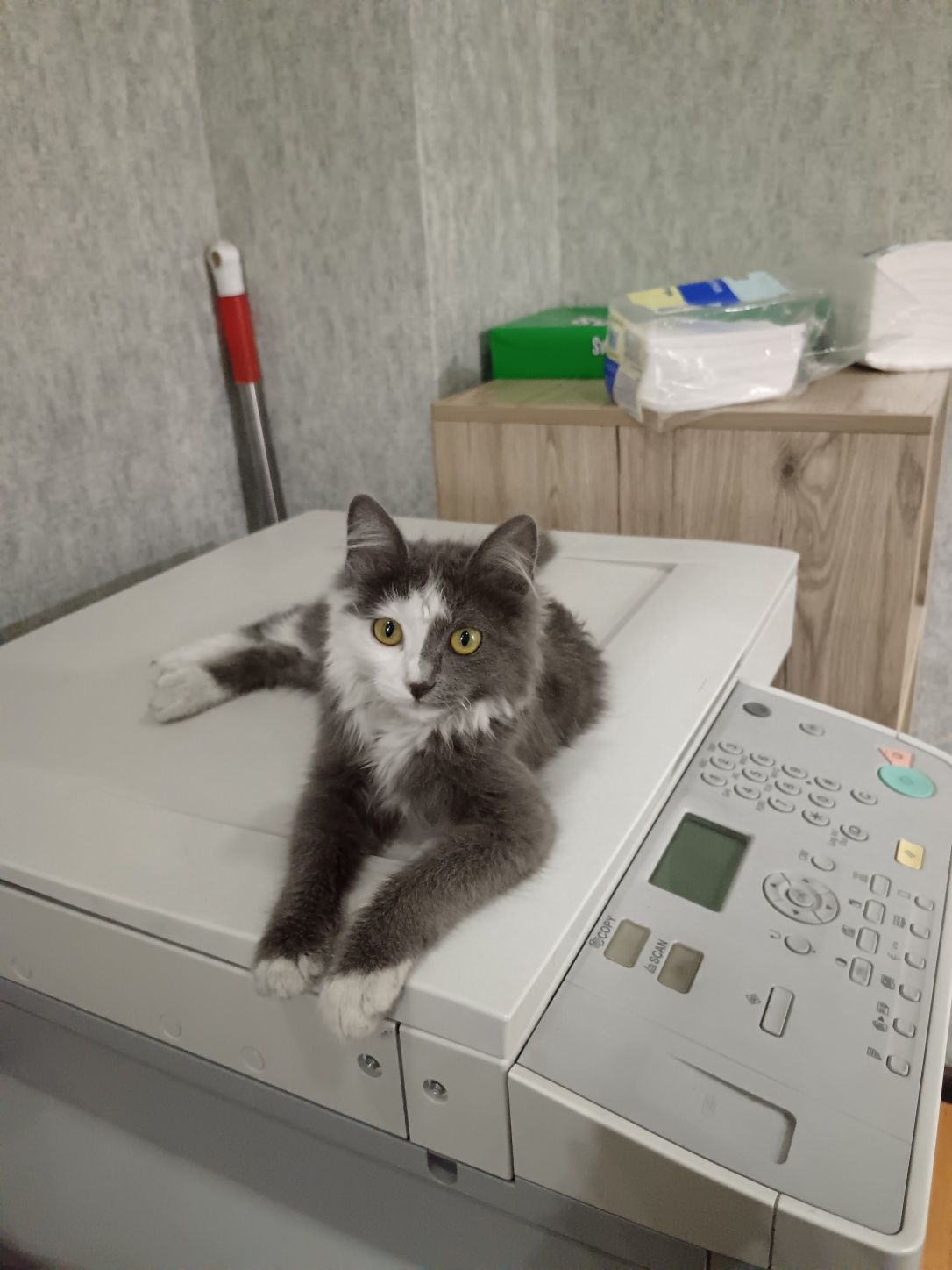 Пристраивается котенок в ответственные руки!