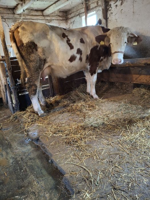 Vacă de vânzare  cu vițel