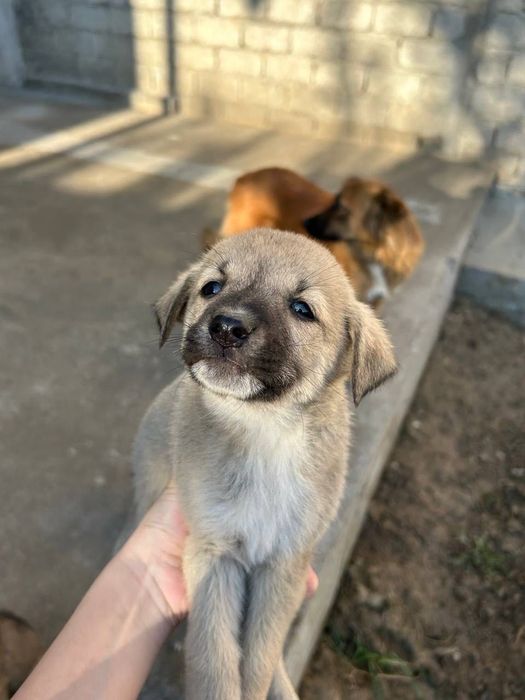 Маленькие щенята бесплатно!!