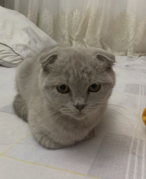 вислоухый шотландский котик