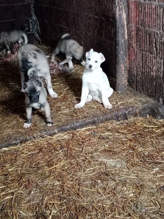 Vițel Limuzin disponibile