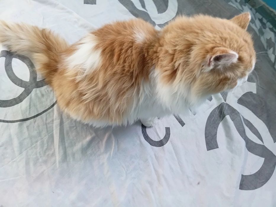 Oliy navli mushuklar sotiladii 200 dol