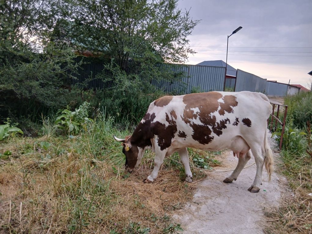 Продам КОРОВУ. Породистую.
