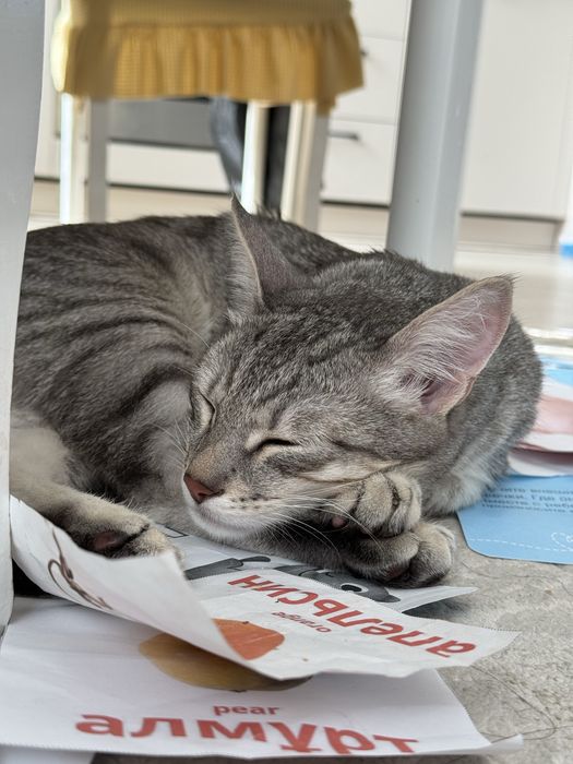 Мысық метис/ Кот метис