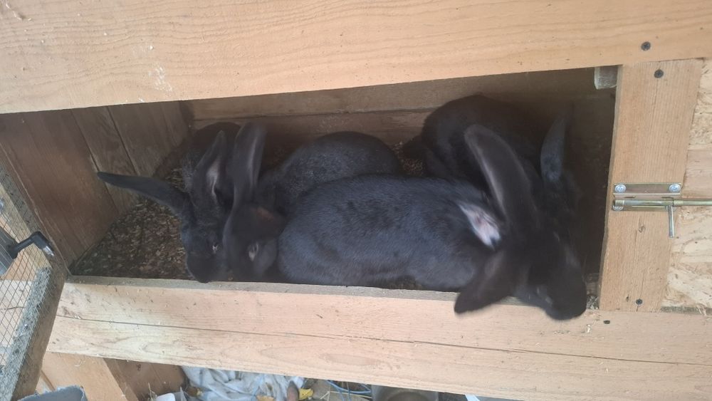 Iepuri urias german UG