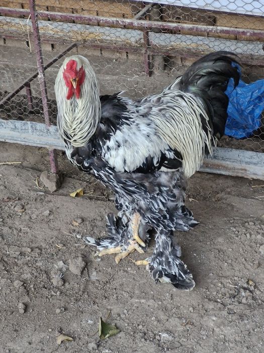 Cocosi brahma...