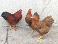Ofertă de ouă găini wyandotte pitic pentru incubat