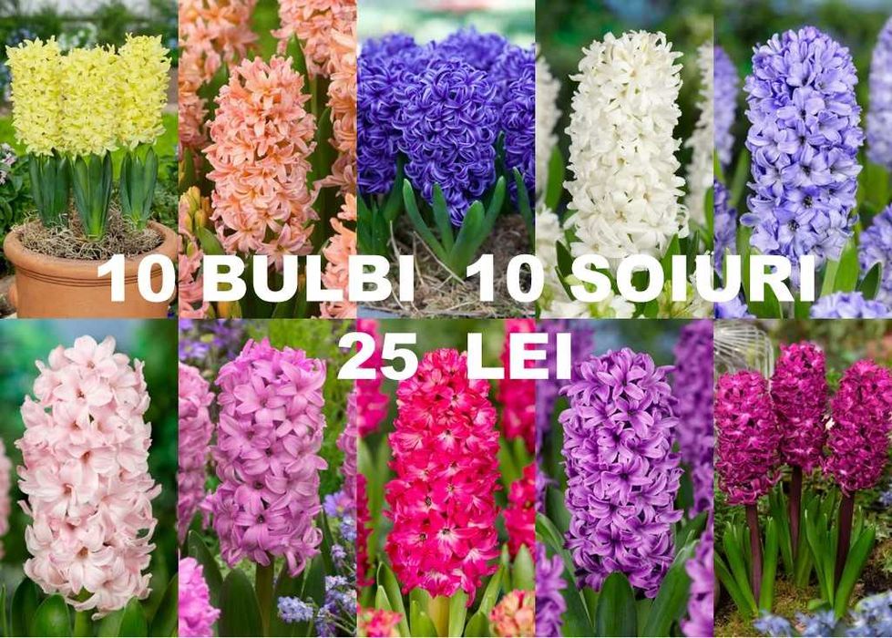 Bulbi de zambile si alte flori de primavara