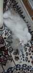 Scottish Fold Heyland mushuk bolalari