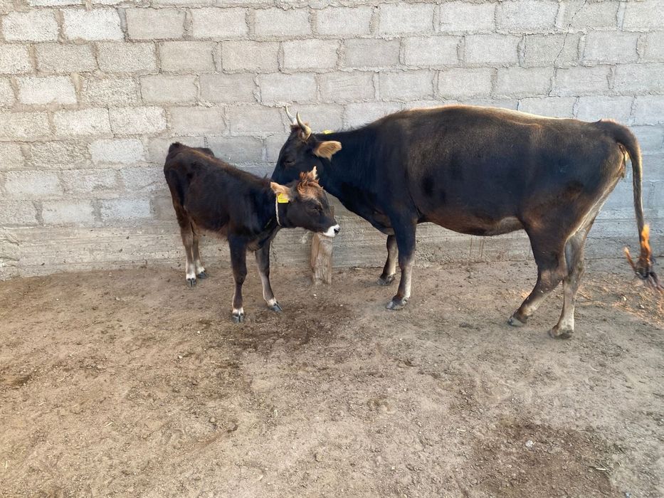 Продам корову 700тыс