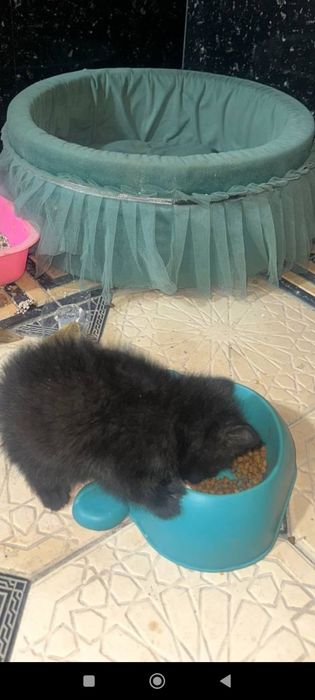 2 та домашние мушукчалар