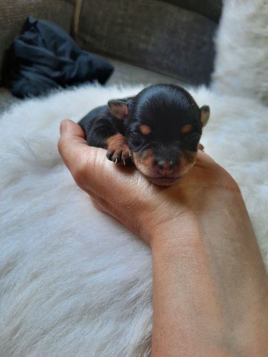 Бронь на щенка Русский той-терьер, рождённый 07.11.25г.