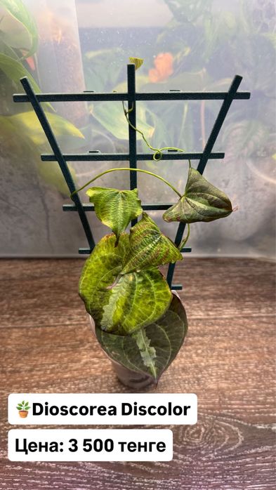 Диоскорея Дисколор
