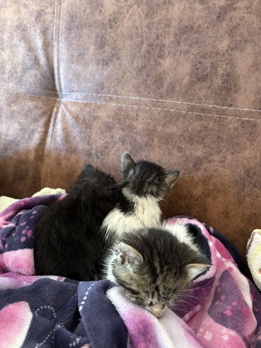 Малки бебе котенца. ПОДАРЯВАМ