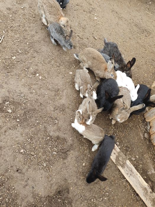 Iepuri de vânzare – 25-50 lei | Județul Arad