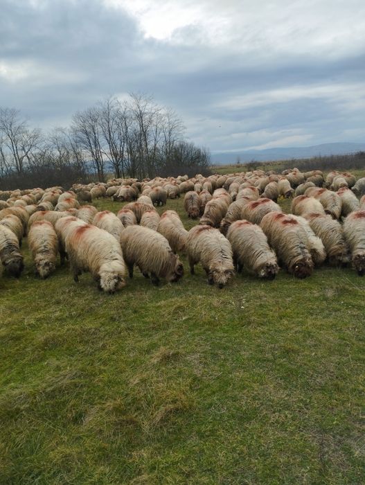 De vânzare 60 bucăți