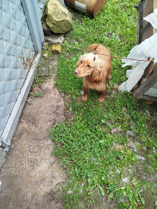 Кокер Шпаньол женски