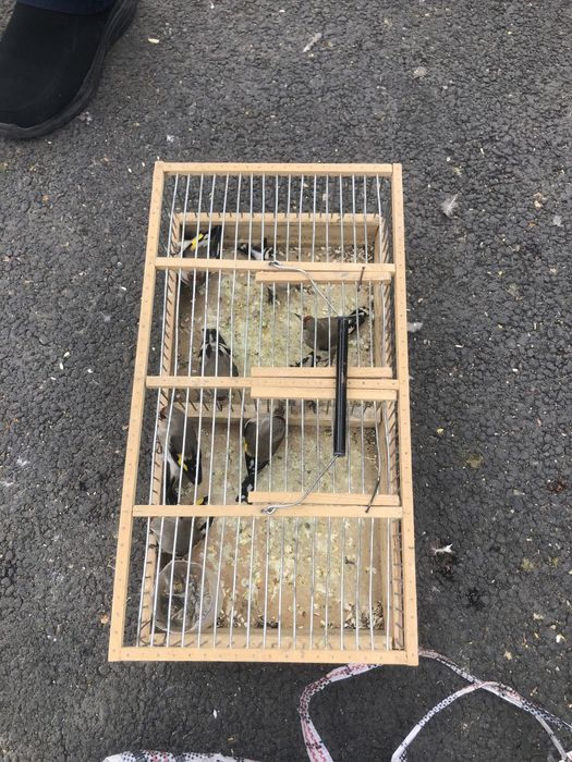 Sava norchi perelyot