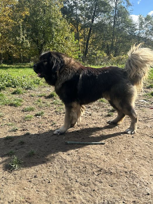 Mascul ciobanesc caucazian