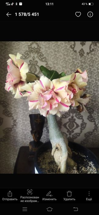 Адениумы сортовые