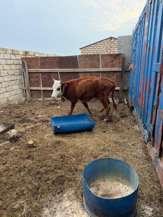 Сиыр сатылады. ...