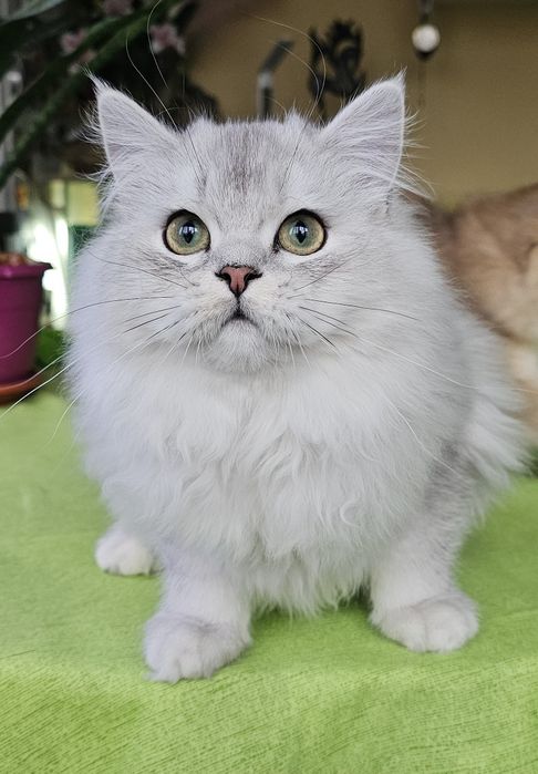 Британски дългокосмести котенца