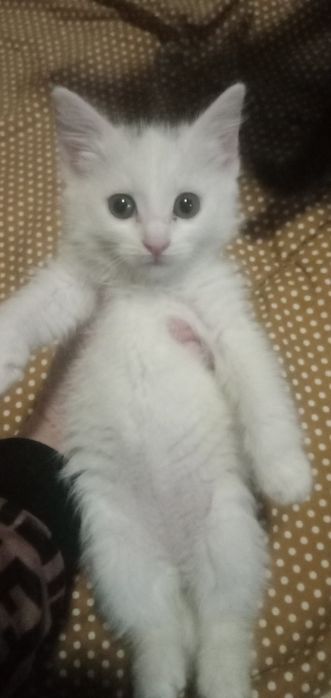 Катята в хорошие руки